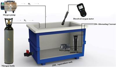 Sea Urchins in Acute High Temperature and Low Oxygen Environments: The Regulatory Role of microRNAs in Response to Environmental Stress